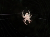 Beautiful spider I do not know what she is called.