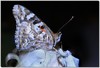 Night visitor / Australian Painted Lady, Vanessa kershawi