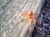 Maryland Spider