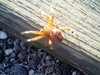 Maryland Spider 2