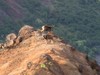 Kalalau wild goats