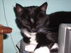 tuxedo cat