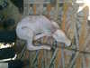 new born baby cow with two legs seeking help