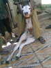 new born baby cow with two legs seeking help