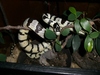 california kingsnake