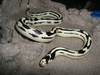 california kingsnake