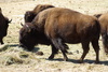 Buffalo