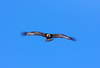 Golden Eagle