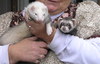 Ferrets