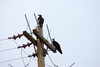 Ospreys on pole