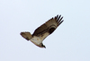 Osprey in flight