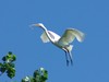 Great Egret