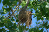 House Sparrow