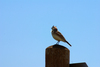 Horned Lark