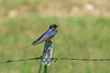 Barn Swallow