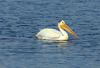 American white pelican