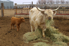 Highland cow and calf