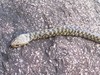 snake - what snake is this?