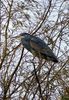 Reiger - Heron - Héron - Reiher