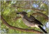 Grey Butcherbird