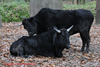 Bos taurus Caucasian Zebu