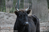 Bos taurus, Caucasian Zebu