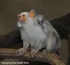 Callithrix argentata, Silvery Marmoset