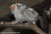 Callithrix argentata, Silvery Marmoset