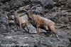 Capra caucasica, West Caucasian Ibex