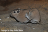 Ctenodactylus gundi, Common Gundi