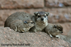 Heterohyrax brucei, Yellow-spotted or Bush Hyrax