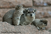 Heterohyrax brucei, Yellow-spotted or Bush Hyrax