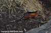 Rhynchocyon cirnei macrurus, Checkered Sengi