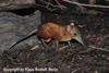 Rhynchocyon cirnei macrurus, Checkered Sengi