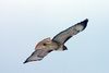 Redtail in flight