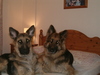 dogs