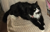 Our pet cat!