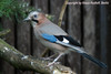 Garrulus glandarius, European Jay