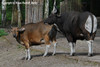 Bos javanicus, Banteng