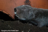 Cryptomys darlingi, Mashona Mole-rat