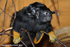 Saguinus midas, Red- or Golden-handed Tamarin