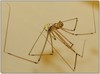 Poor little beetle **spider pic**