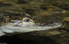 American Alligator (Alligator mississippiensis)