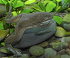 African Clawed Frog (Xenopus laevis)