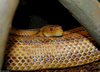 Eastern Ratsnake ( Pantherophis alleghaniensis)