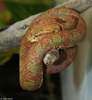 Eyelash Viper (Bothriechis schlegelii)