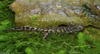 Eastern Tiger Salamander (Ambystoma tigrinum tigrinum)