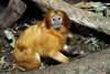 Golden Lion Tamarin (Leontopithecus rosalia)