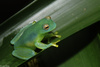 Glass Frog (Cochranella granulosa)