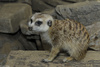 Meerkat (Suricata suricatta)002
